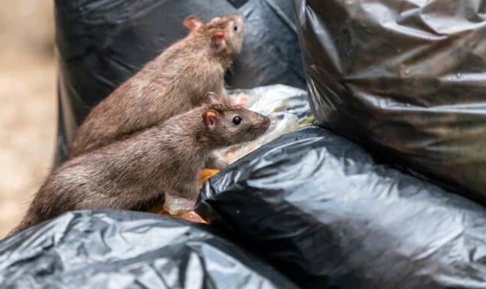 যুদ্ধবিধ্বস্ত গাজায় নতুন শত্রুর আতঙ্ক, ইঁদুরের উৎপাতে অতিষ্ঠ বাসিন্দারা