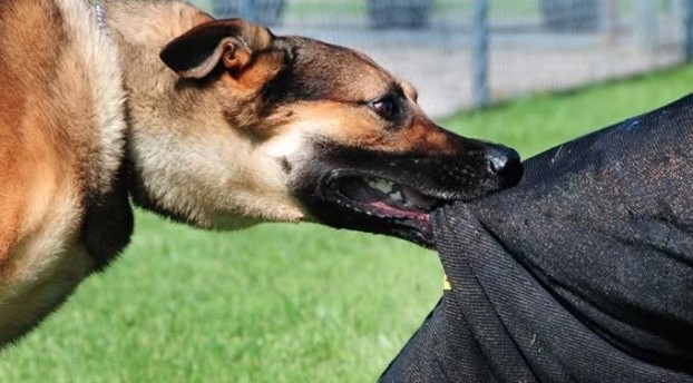 টাঙ্গাইলে পাগলা কুকুরের কামড়ে নারীসহ আহত ৫৪