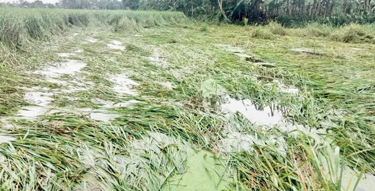 সিরাজগঞ্জের তাড়াশে ঝড়বৃষ্টিতে নুয়ে পড়েছে পাকা ধান