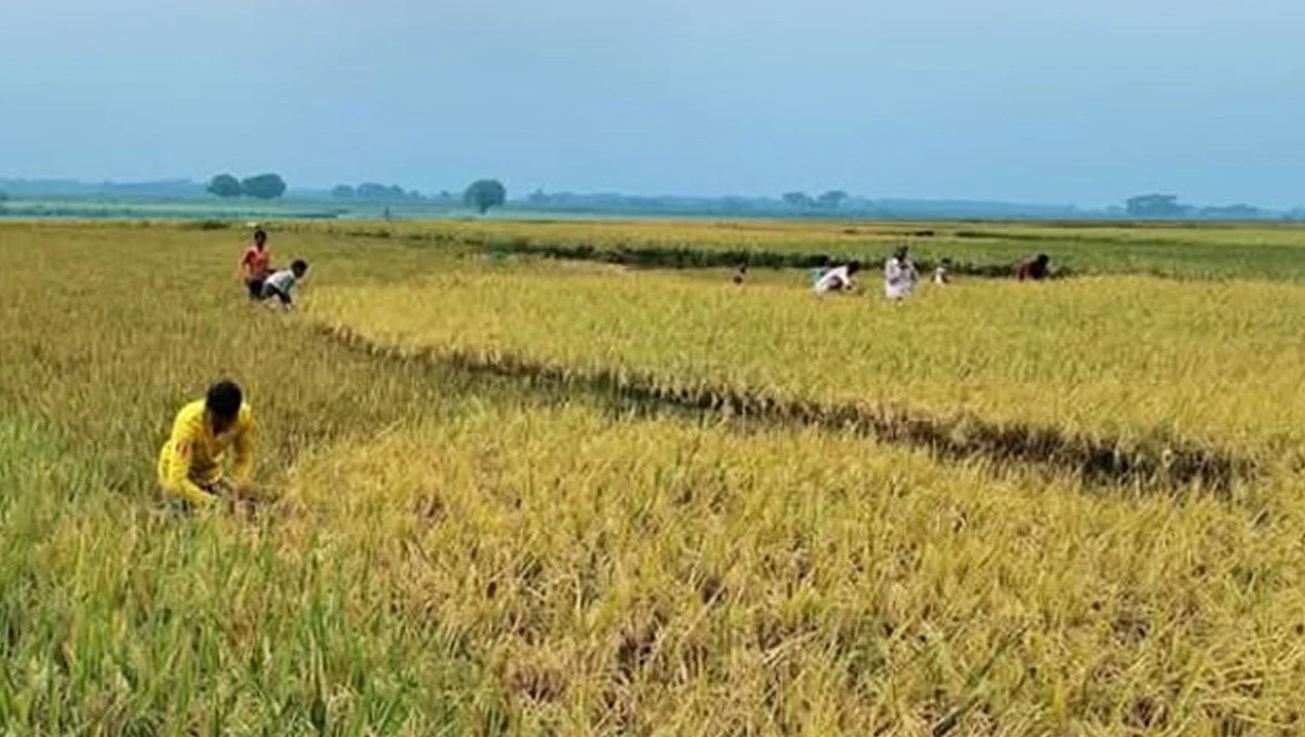 সুনামগঞ্জে আকস্মিক বন্যার আশঙ্কা, দ্রুত ধান কাটার নির্দেশ