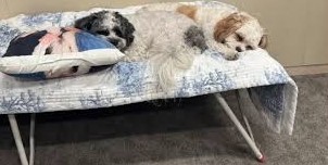 যুদ্ধের সময় কমান্ড সেন্টারে কুকুরের সঙ্গে থেকেছেন মার্কিন রাষ্ট্রদূত