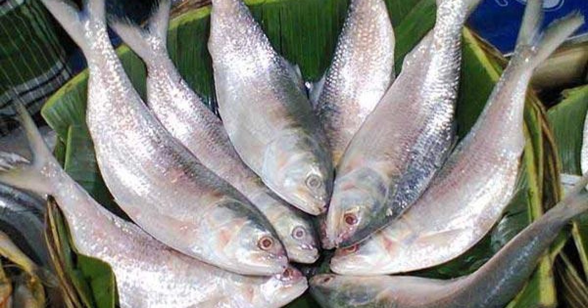 বিশ্বে মোট ইলিশ উৎপাদনের প্রায় ৭০-৮০ শতাংশই বাংলাদেশে : প্রতিমন্ত্রী