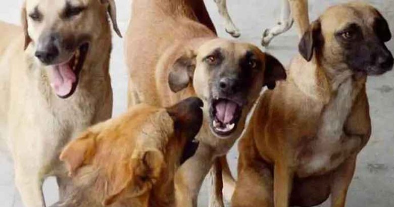 কিশোরগঞ্জের পাকুন্দিয়ায় পাগলা কুকুরের কামড়ে আহত অর্ধশত