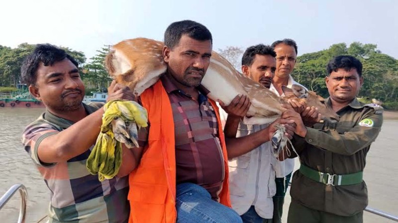 লোকালয়ে চলে আসা হরিণ উদ্ধার, বনবিভাগের পাহারায় বনে প্রত্যাবর্তন