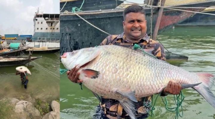 পদ্মায় পাওয়া সাড়ে ২৫ কেজির কাতল বিক্রি হলো  ৪৮ হাজার টাকায়