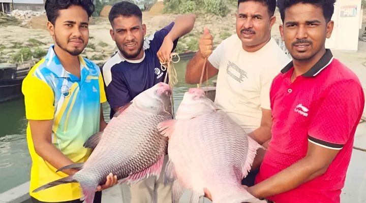 গোয়ালন্দে পদ্মার দুই কাতল ৯১ হাজার টাকায় বিক্রি