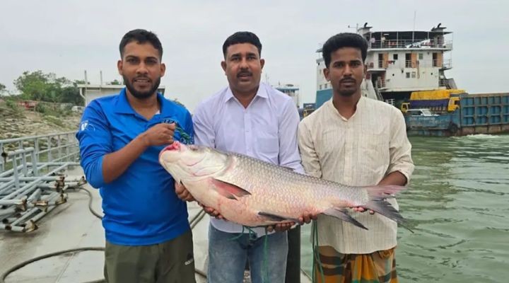 পদ্মার এক কাতল বিক্রি  হাজার টাকায়