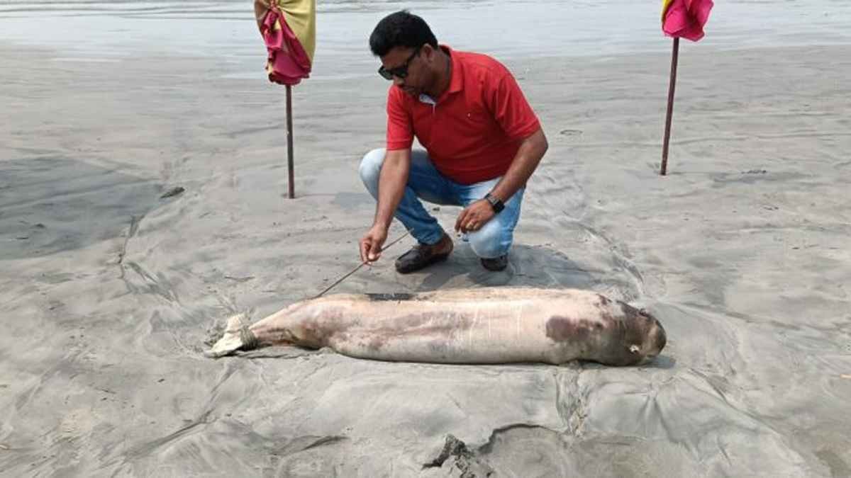 কুয়াকাটায় আবারও ভেসে এলো মৃত ডলফিন