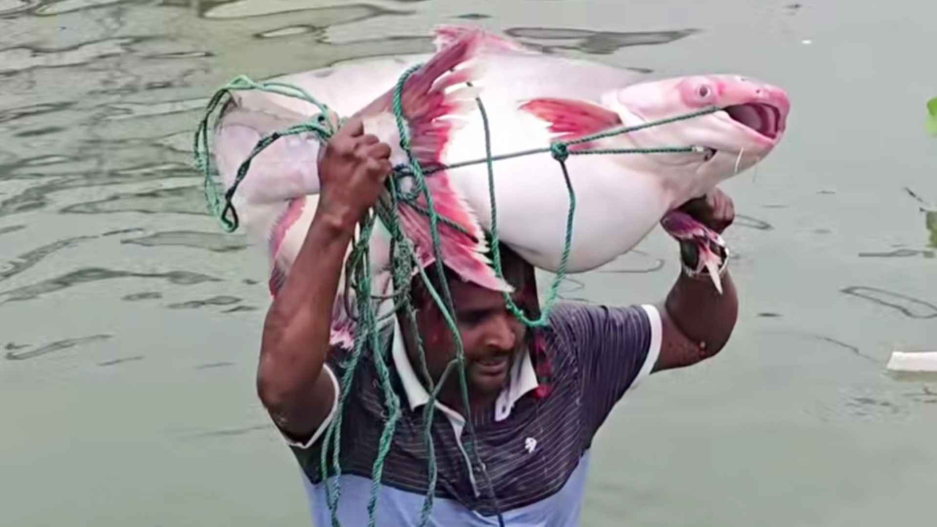 পদ্মায় জেলের জালে ২৫ কেজির পাঙাশ, বিক্রি ৭০ হাজারে
