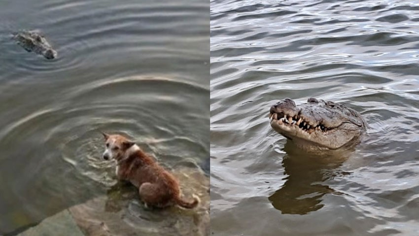 বাগেরহাটের সেই কুকুরটি জলাতঙ্কে আক্রান্ত ছিল, ইচ্ছে করে কুমিরের মুখে দেওয়া হয়নি