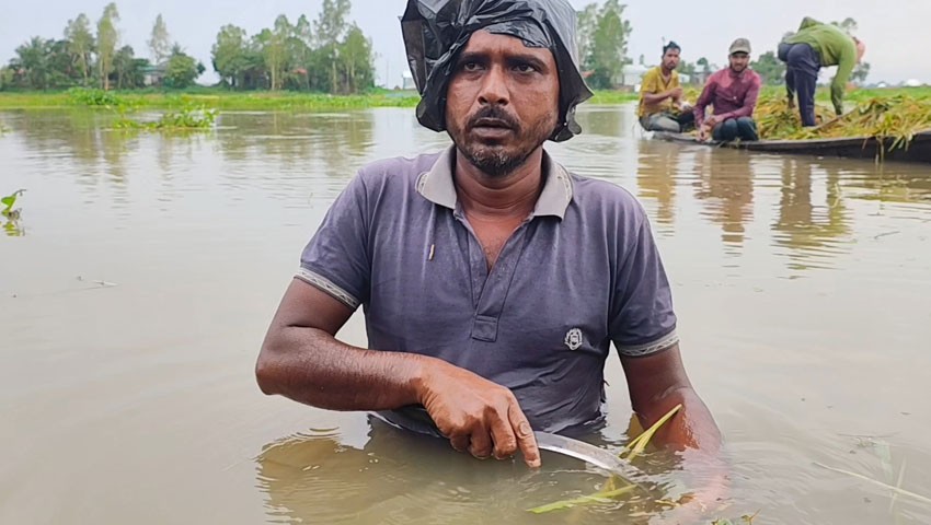 হবিগঞ্জে টানা বৃষ্টি ও ঢলে তলিয়ে গেছে ৫ হাজার হেক্টর ধান, বাঁধ ভেঙে ঢুকছে পানি