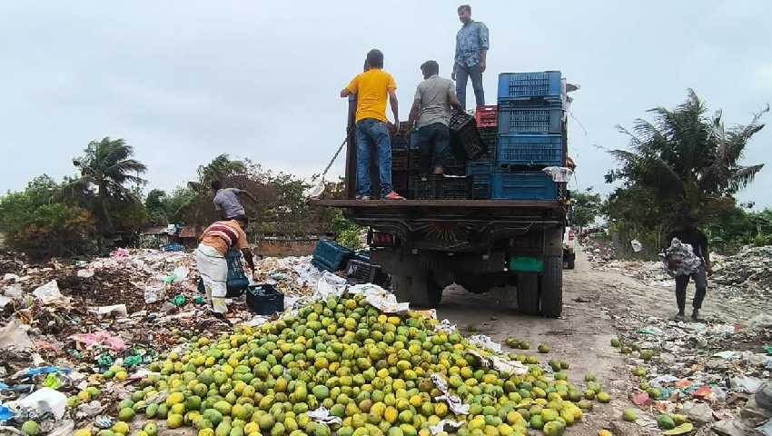 সাতক্ষীরায় রাসায়নিক মিশ্রিত ৯ হাজার কেজি আম জব্দ
