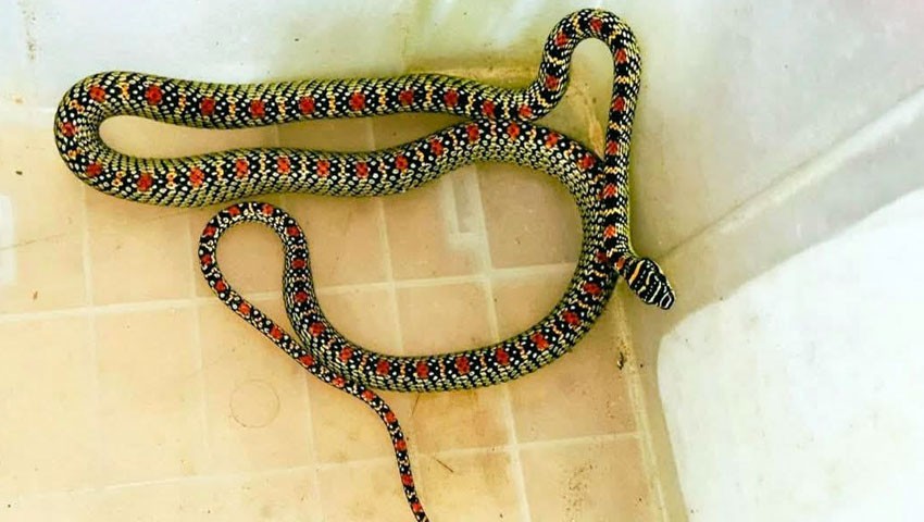 সরকারি হাসপাতালের কোয়ার্টার থেকে কালনাগিনী সাপ উদ্ধার