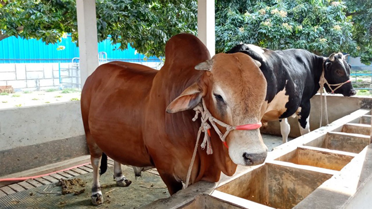 দিনাজপুরের বিরলে কোরবানি উপলক্ষে ৫৩ হাজার ৪৬৮ পশু প্রস্তুত 