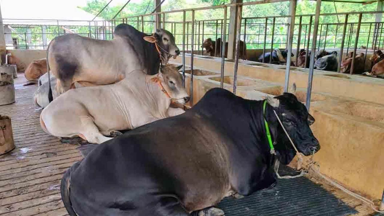 রংপুরে কোরবানির পশুতে স্বস্তি চাহিদার চেয়ে সাড়ে ৫ লক্ষাধিক বেশি প্রস্তুত