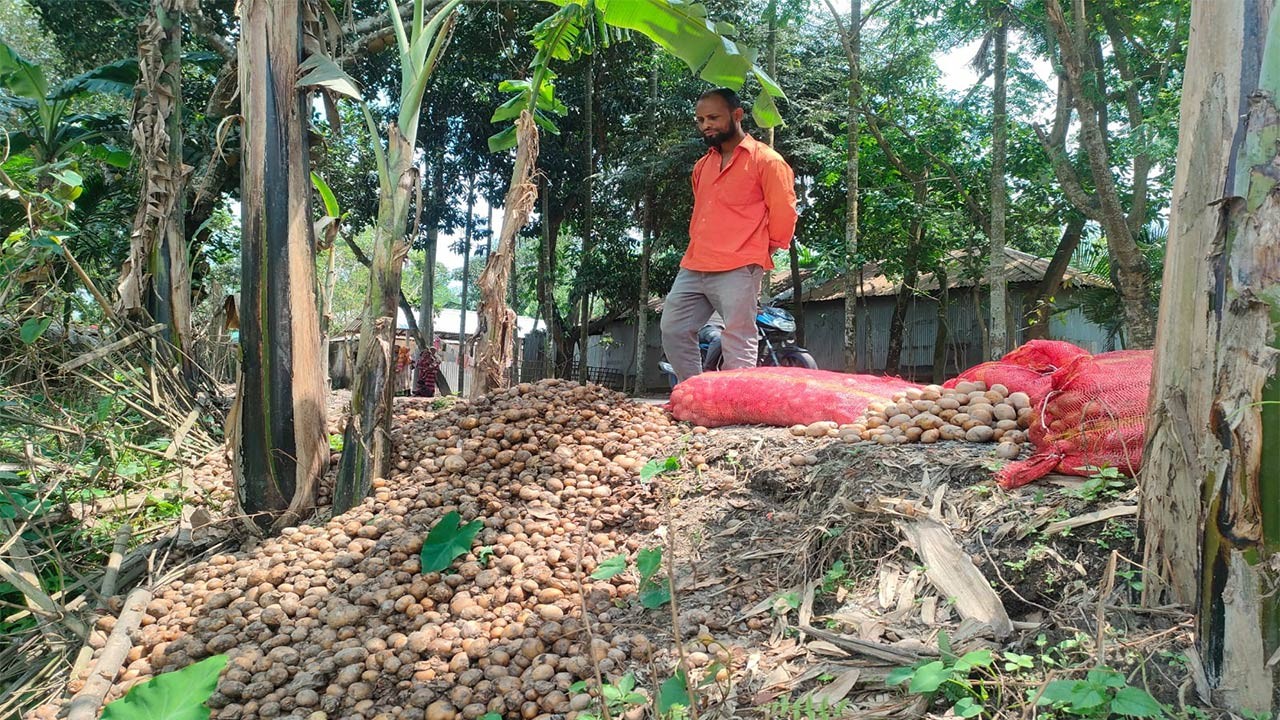রংপুরের গঙ্গাচড়ায় আলুর উৎপাদন খরচ ১৮ টাকা বিক্রি ৫ টাকা, ক্ষতির মুখে কৃষক