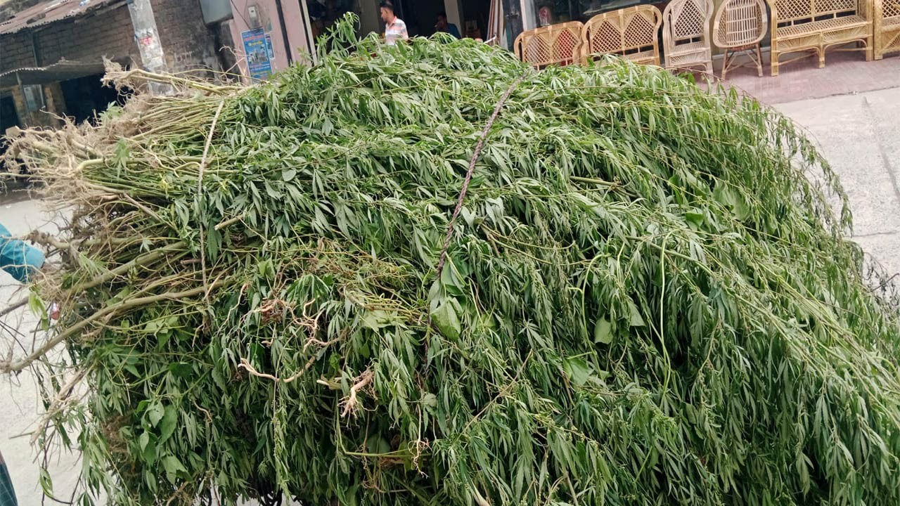 চাঁপাইনবাবগঞ্জে সোয়া ৫ হাজার ‘ভাং’ গাছ উদ্ধার