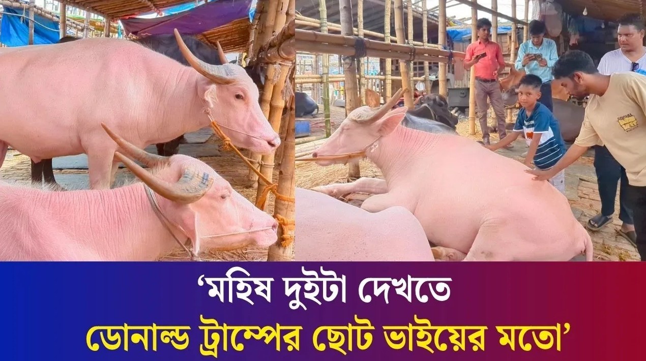 দুই গোলাপি মহিষের দাম ১১ লাখ, দেখতে দর্শনার্থীদের ভিড়