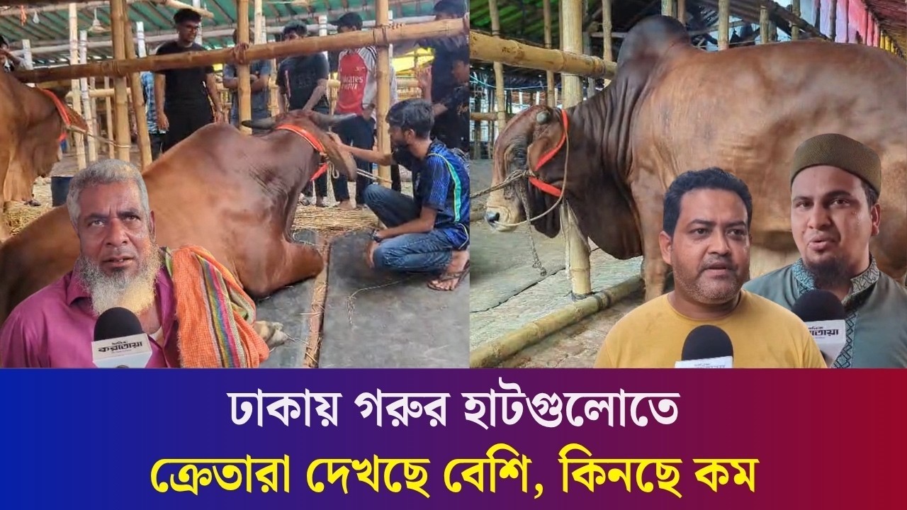 ঢাকার গাবতলী হাটে কেমন যাচ্ছে গরুর দাম?