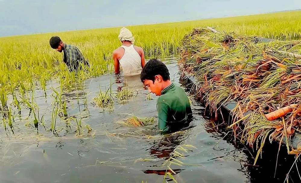 স্বপ্নের ধান তলিয়ে যেতে দেখে জমিতেই কৃষকের মৃত্যু