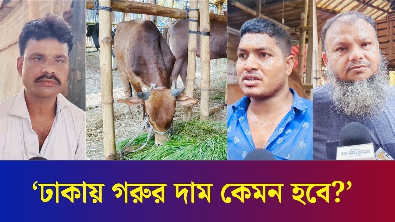 এবার ঢাকার বাজারে কোরবানিতে গরুর দাম নিয়ে ধারণা দিলেন বিক্রেতারা