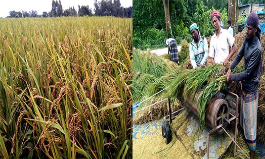 লোকসানে আগাম জাতের আমন চাষিরা